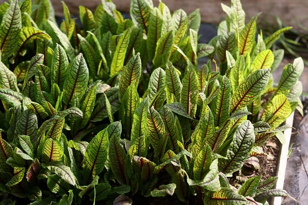 acedera