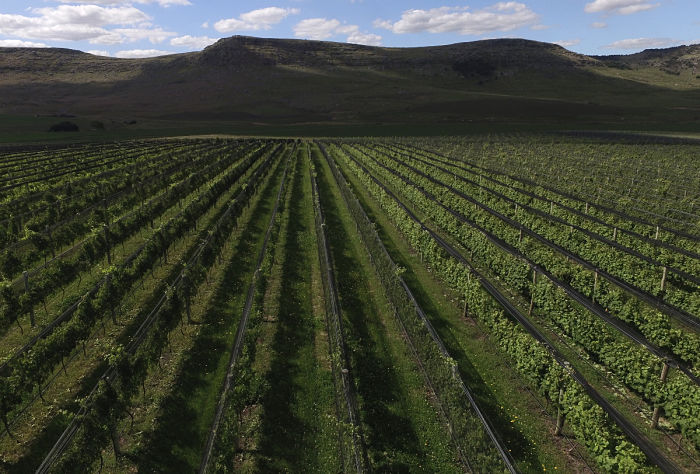 vinos de Balcarce