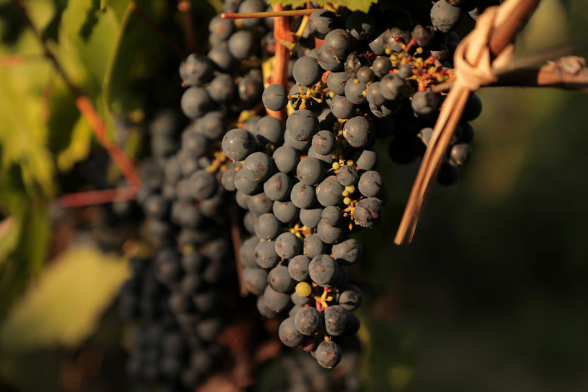 Malbec World Day