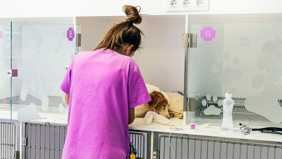 veterinarios