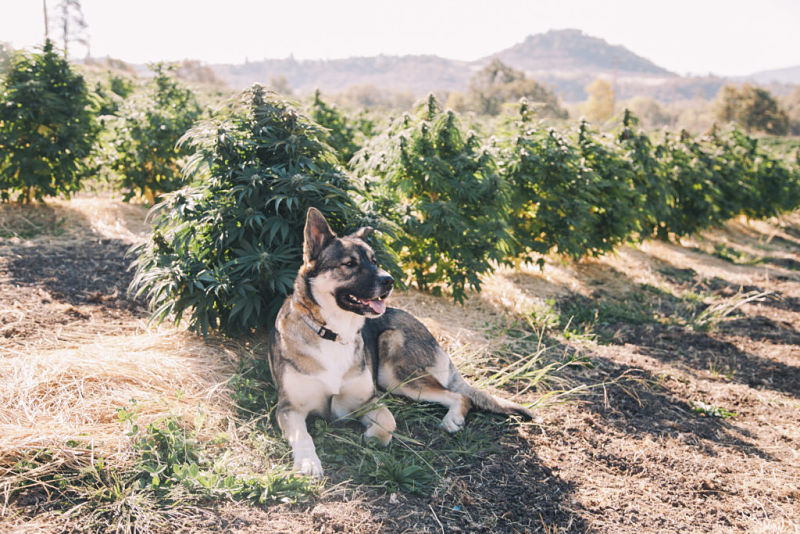 cannabis mascotas