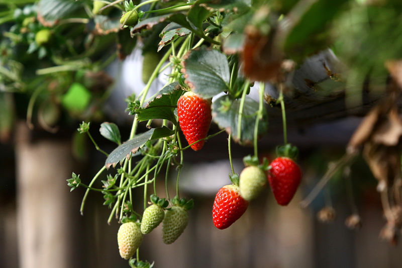 hidroponia frutillas
