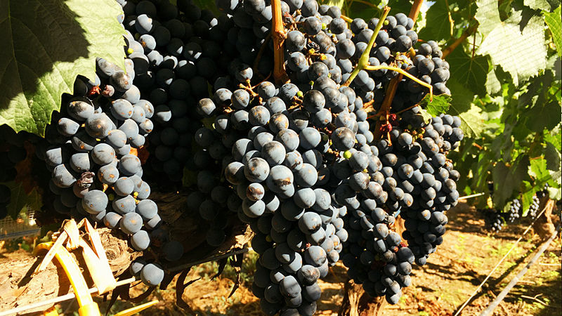 malbec genotipos