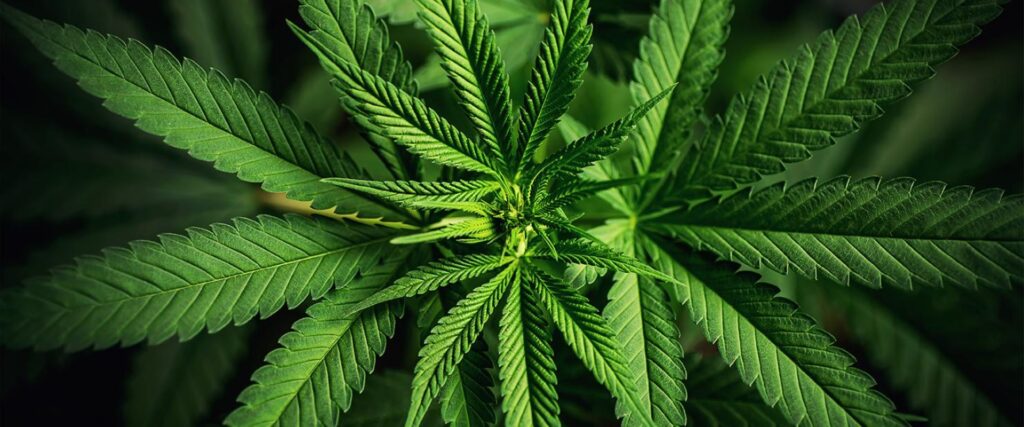 cannabis con fines medicinales