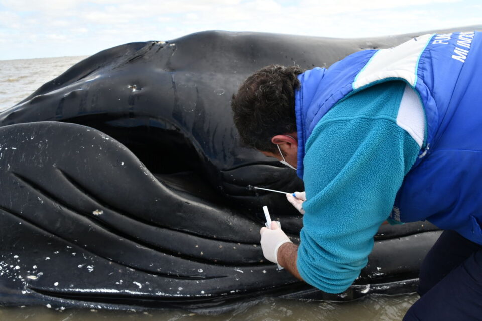 ballenas