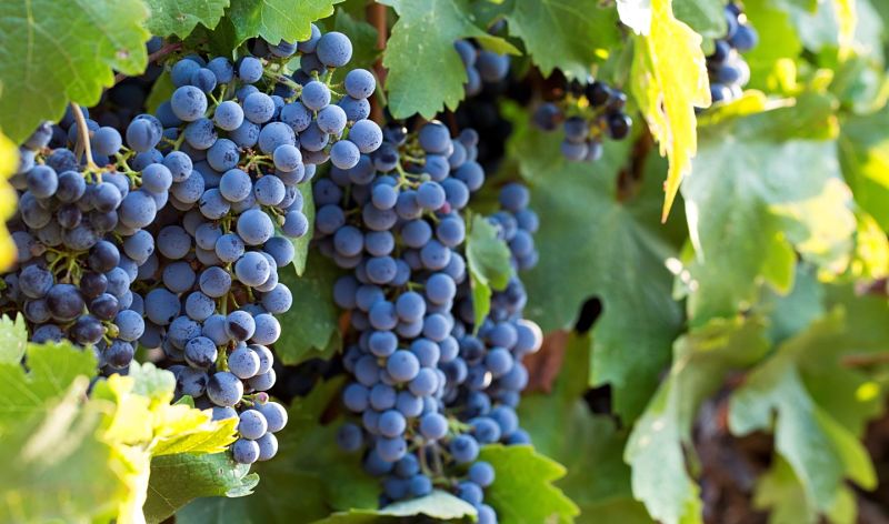 Día Internacional del Cabernet Sauvignon