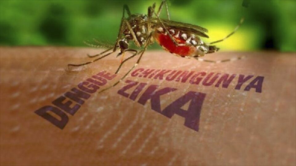 dengue zika