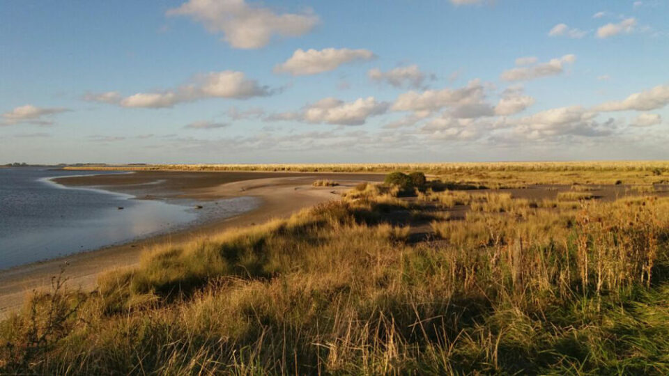 Las marismas de la costa bonaerense, grandes aliadas frente al cambio climático