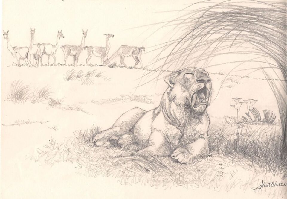 Boceto del tigre dientes de sable sudamericano (Smilodon populator), de Carlos Montefusco.