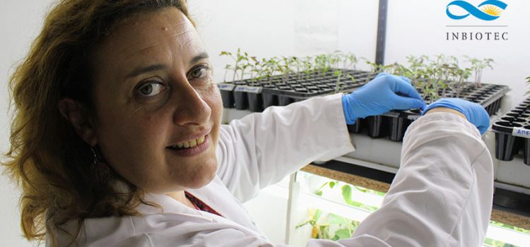 Científicos marplatenses estudian hongos que pueden beneficiar la producción agrícola