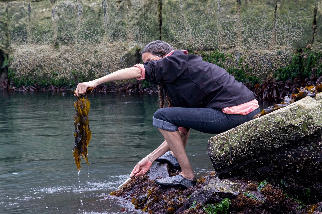 Científicas marplatenses estudian el alga Undaria pinnatifida