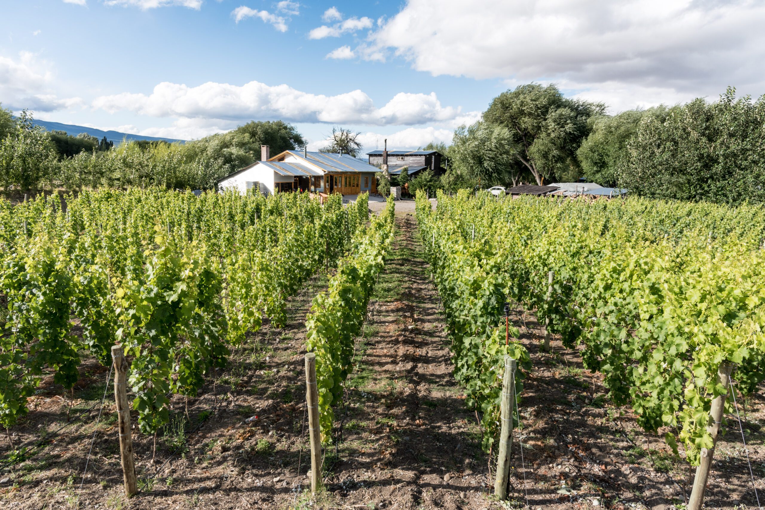 La ruta del vino en Chubut