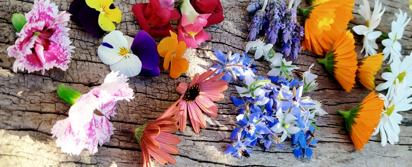Las flores de tu jardín, las flores de tu próxima comida - Bacap Noticias