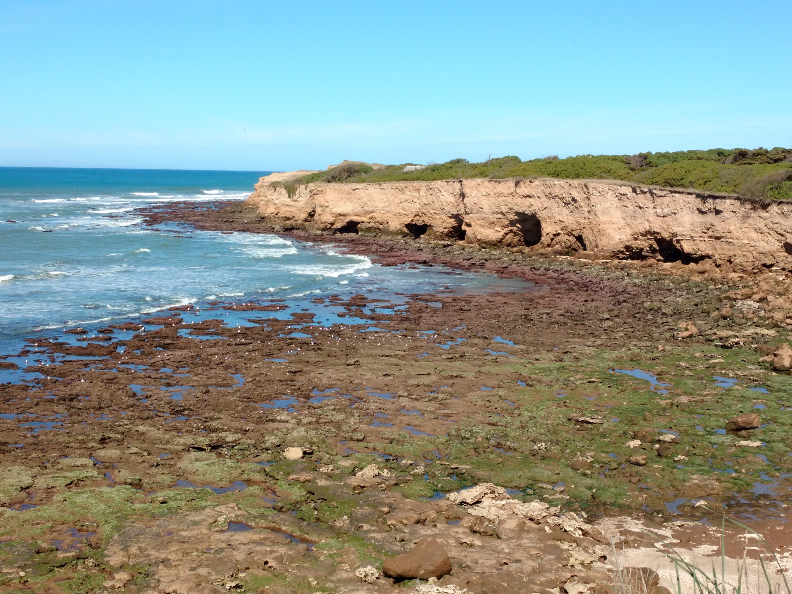 ¿A qué se debe el hallazgo constante de nuevos fósiles en la costa marplatense? 