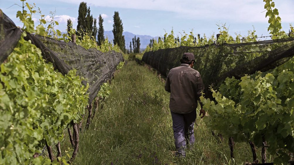 Dólar malbec: una por una, las medidas para apuntalar el sector vitivinícola