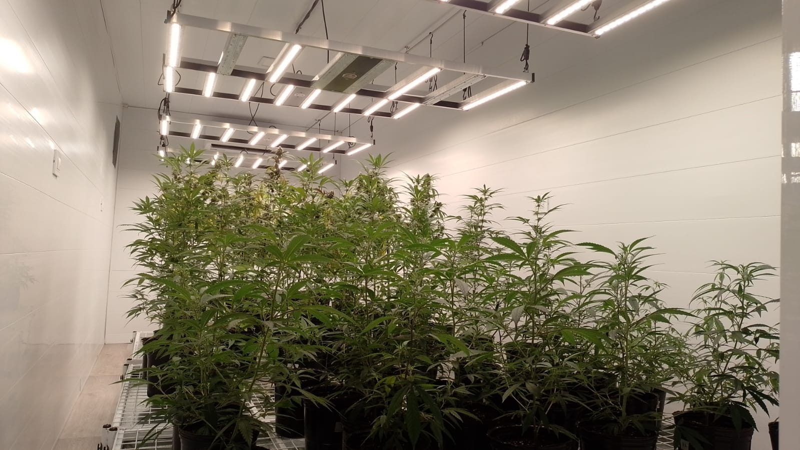 La UNMDP cuenta con un espacio de investigación de cannabis 