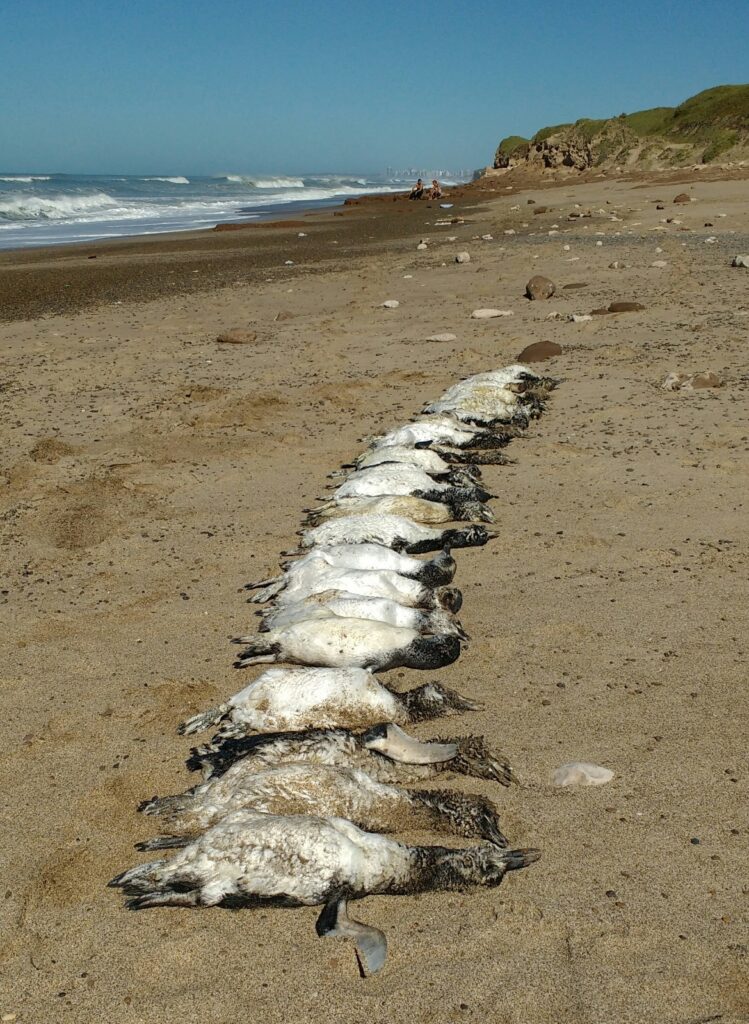 pingüinos de Magallanes muertos en la playa.