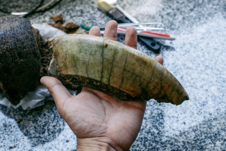 taxodon
