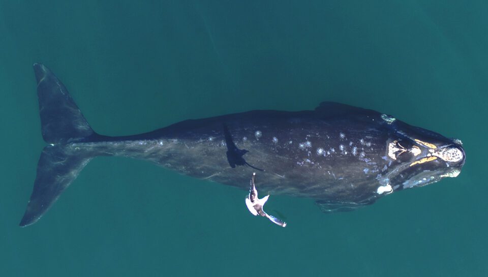 ballena franca austral