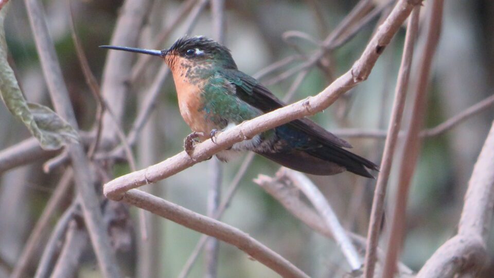 colibrí