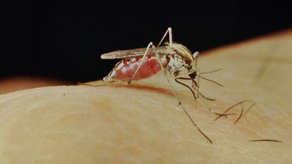 Aedes albifasciatus