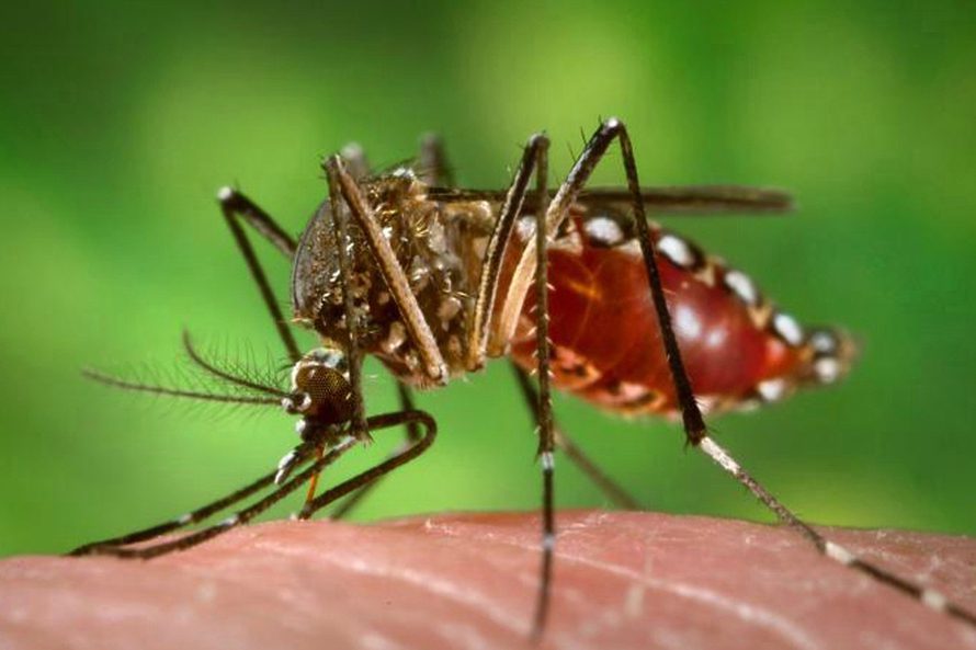 Aedes aegypti