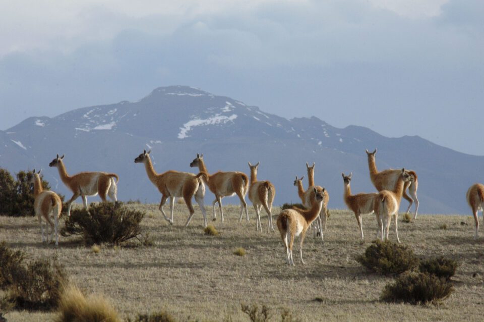 guanaco