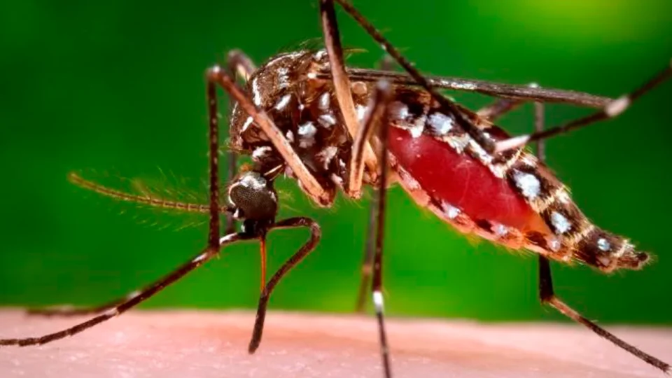 aedes aegypti