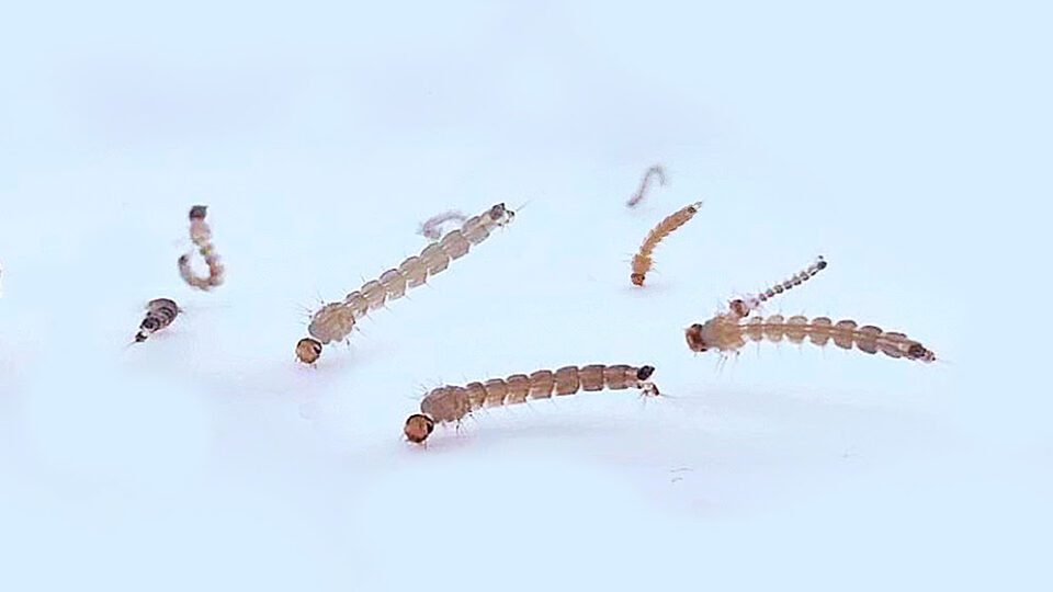 larvas de Aedes aegypti