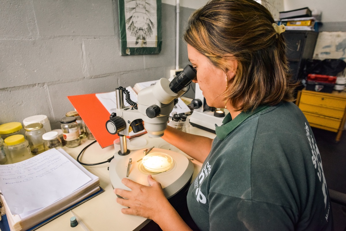 monitoreo de mosquitos del EMSUr
