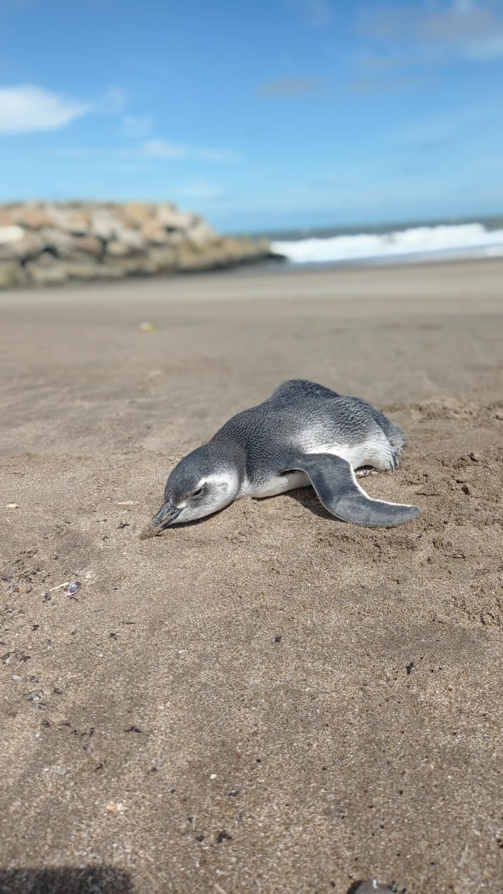pingüino de Magallanes