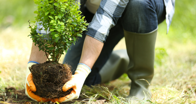 plantar árbol