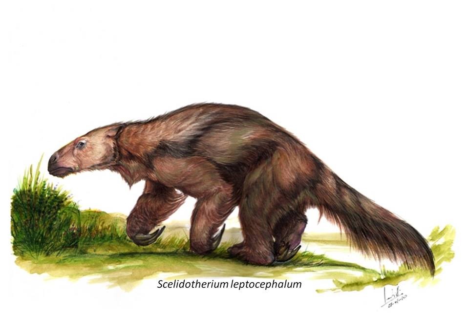 Scelidotherium Leptocephalum