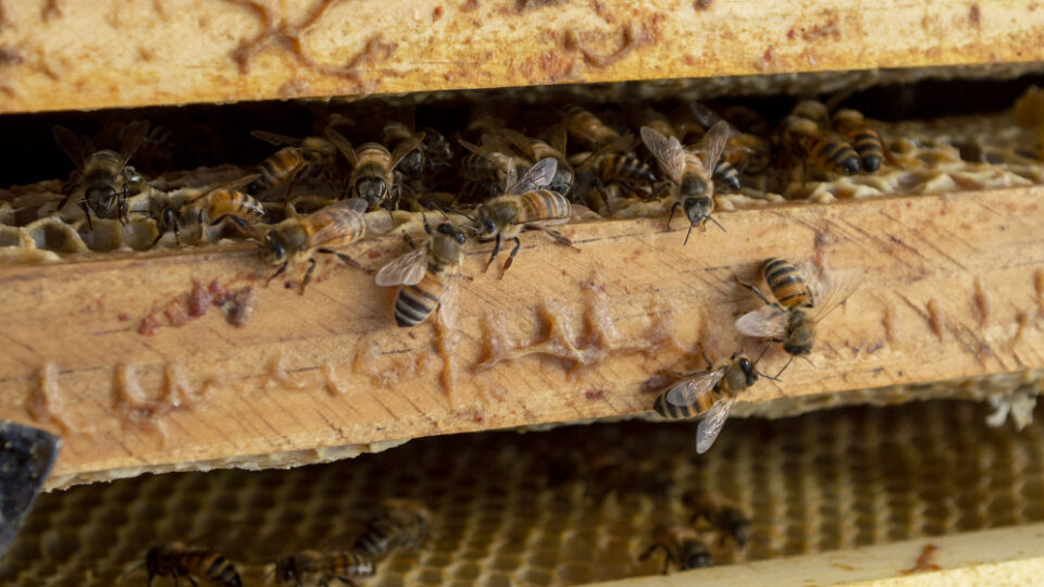 abejas