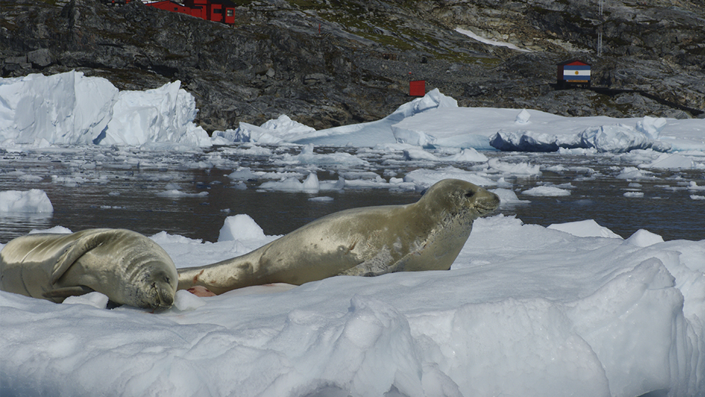 foca cangrejera