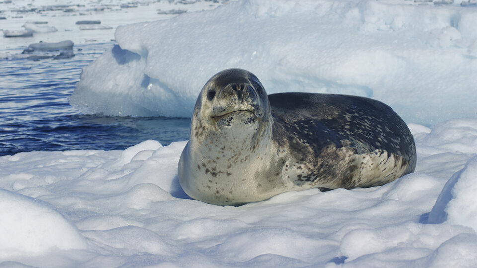 foca leopardo