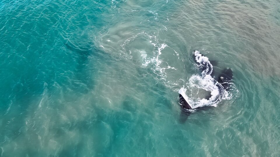 ballena franca austral