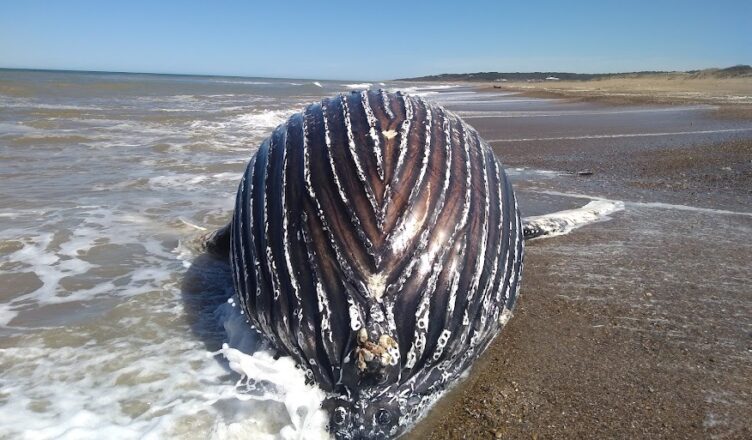 Ballena Jorobada