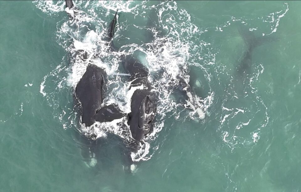 cópula de ballenas