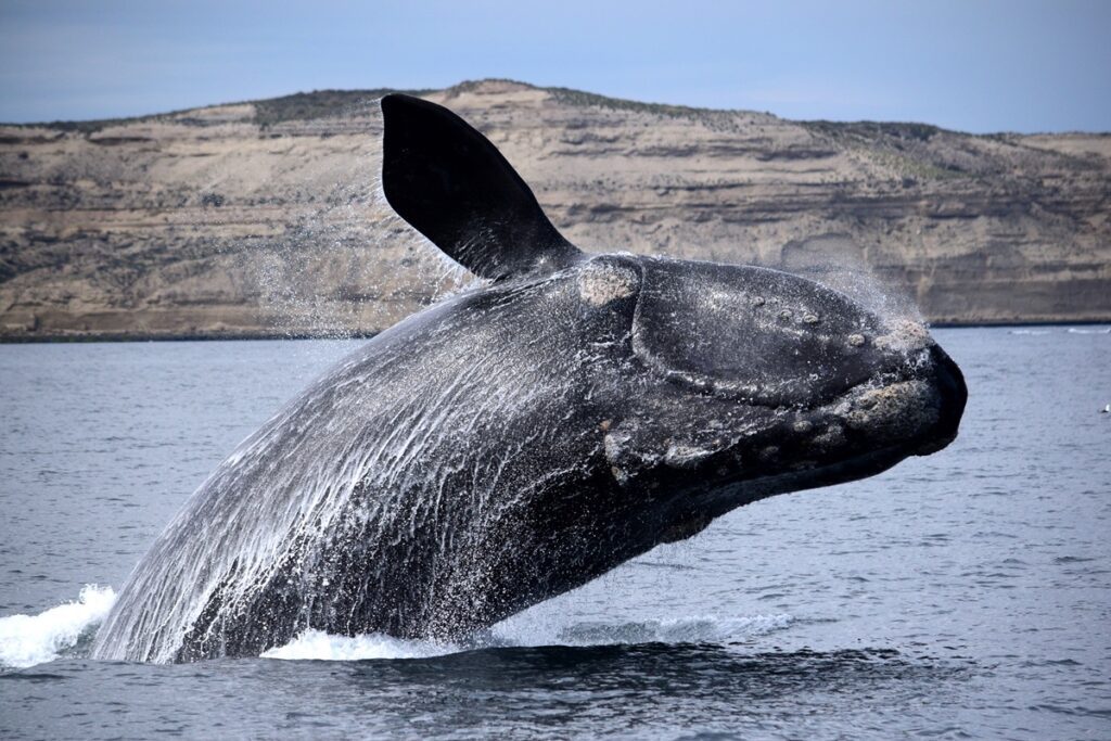 Ballenas en la Patagonia