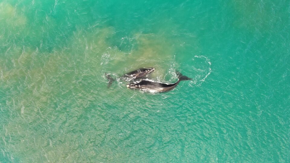 ballenas en Mar del Plata