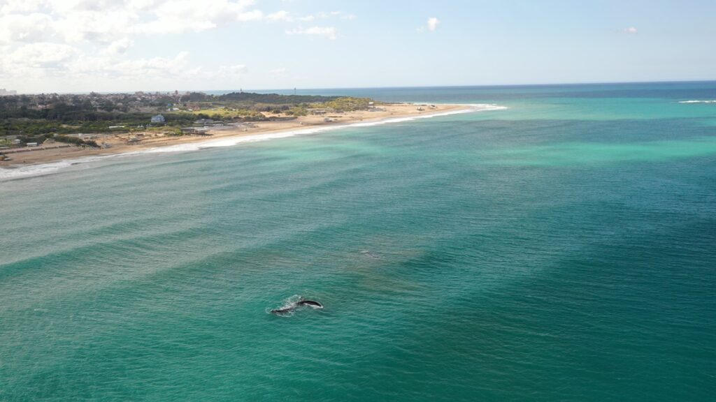 ballenas en Mar del Plata