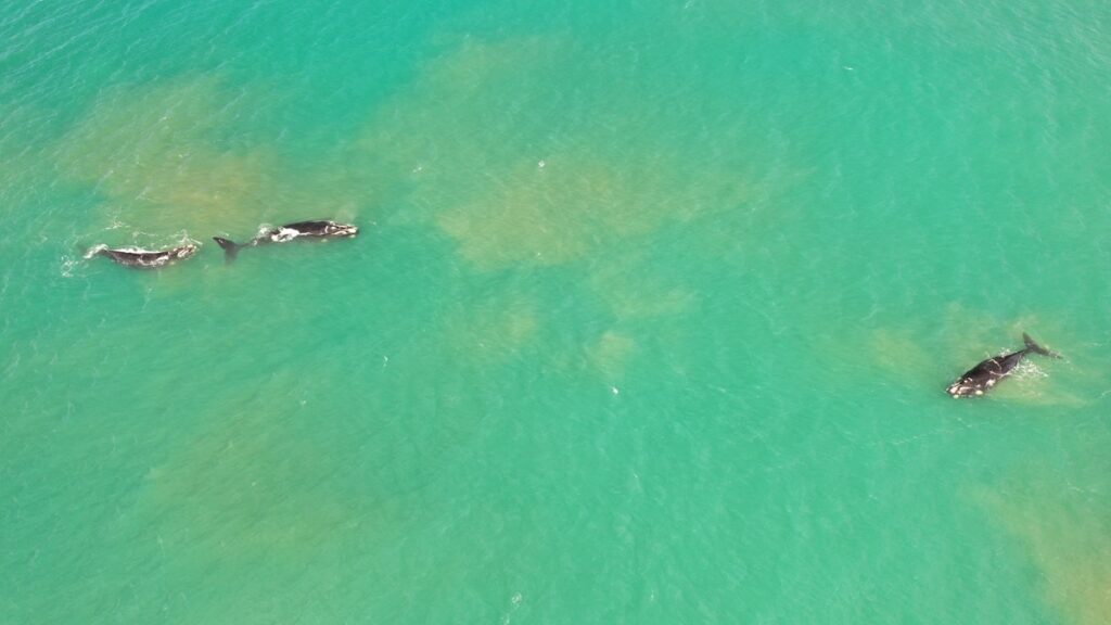 ballenas en Mar del Plata