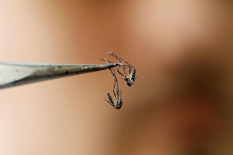 Aedes aegypti