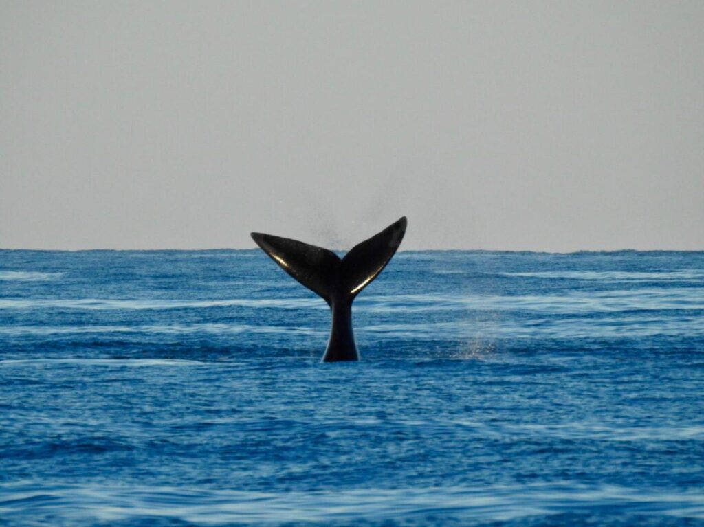 ballena franca austral