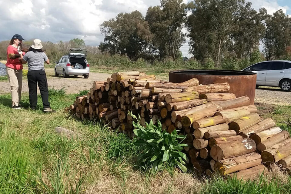 madera de eucalyptus