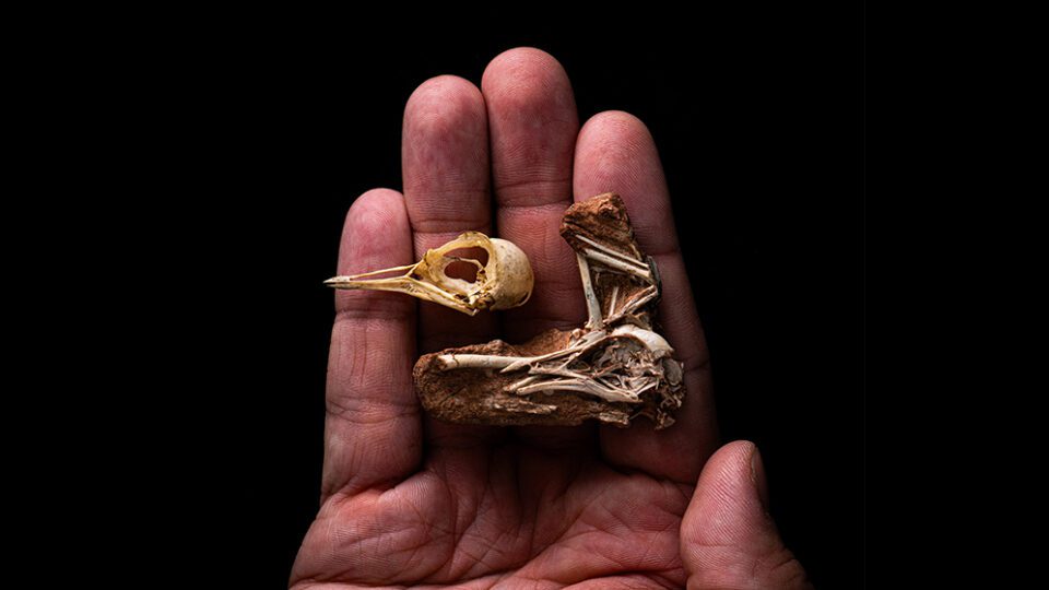 Cráneo de Navaornis hestiae comparado con un cráneo de un tero actual