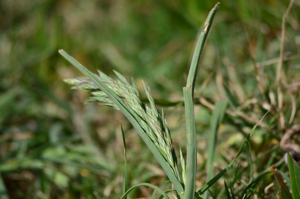 Bromus alonsae