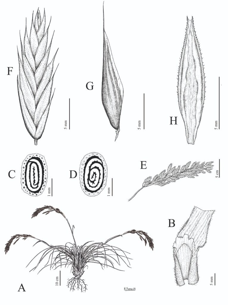 Bromus alonsae 