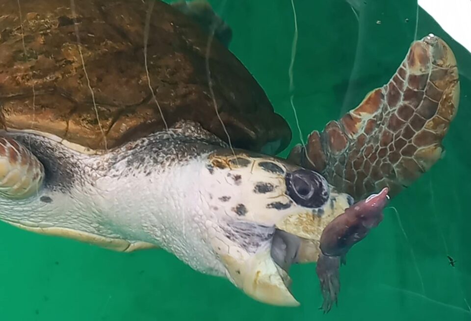 tortugo Jorge